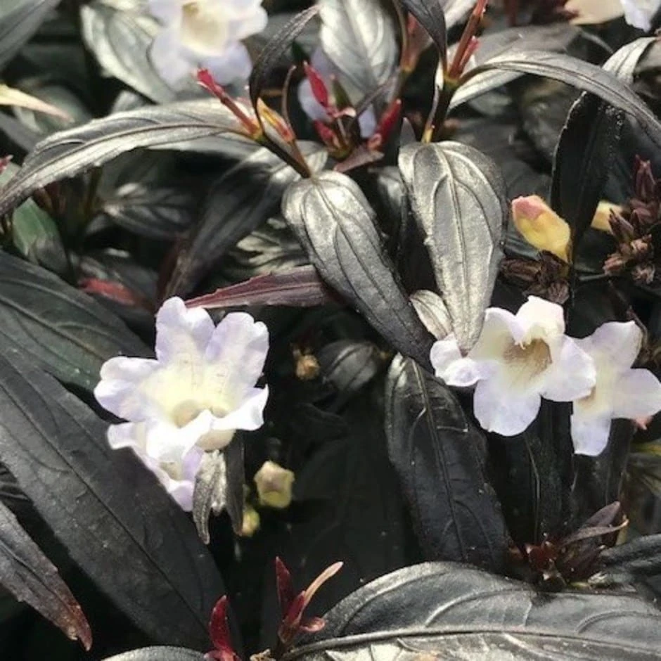 Strobilanthes Anisophyllus 'Asam' 1 Strobilanthes Anisophyllus 'Asam'