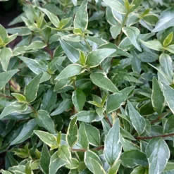 Abelia × Grandiflora Lucky Lots ('Wevo2') (PBR) -Cheap Plants Store pl2000043067 card3 lg