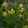 Genista 'Porlock'
