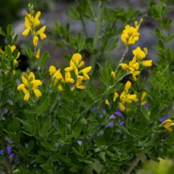 Genista 'Porlock'