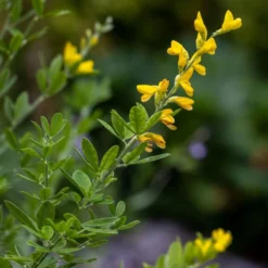 Genista 'Porlock' -Cheap Plants Store pl2000043068 card3 lg