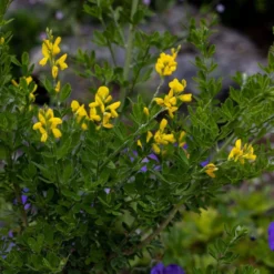 Genista 'Porlock' -Cheap Plants Store pl2000043068 card4 lg