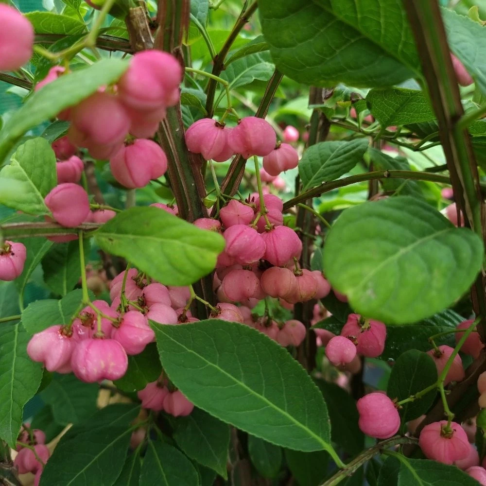 Euonymus Phellomanus 2 Euonymus Phellomanus - Image 2