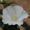 Hibiscus Syriacus 'William R. Smith'