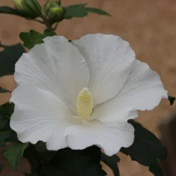 Hibiscus Syriacus 'William R. Smith' -Cheap Plants Store pl2000043115 card3 lg