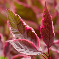 Cornus Alba Miracle ('Verpaalen2') (PBR) -Cheap Plants Store pl2000043130 card3 lg