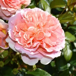 Rosa It's A Wonderful Life ('Dictwix') (PBR) -Cheap Plants Store pl2000043181 card3 lg