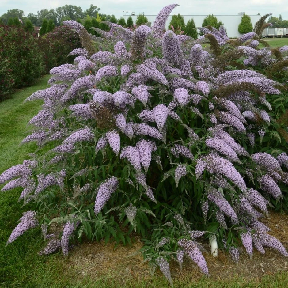 Buddleja Grand Cascade ('PP30868') (PBR) 1 Buddleja Grand Cascade ('PP30868') (PBR)