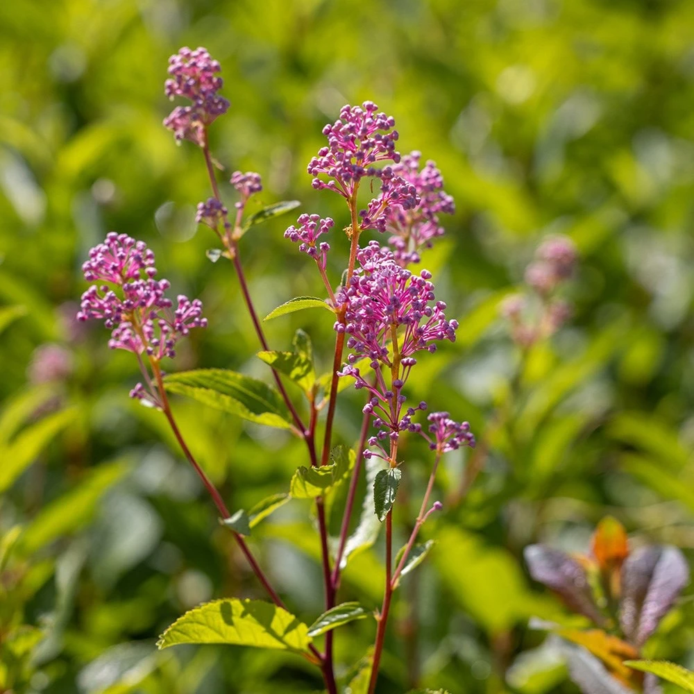 Ceanothus 'Marie-rose' 2 Ceanothus 'Marie-rose' - Image 2
