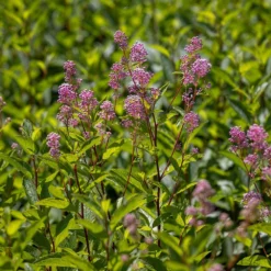 Ceanothus 'Marie-rose' 6 Ceanothus 'Marie-rose' -Cheap Plants Store pl2000043206 card3 lg