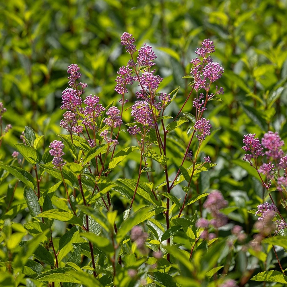 Ceanothus 'Marie-rose' 3 Ceanothus 'Marie-rose' - Image 3