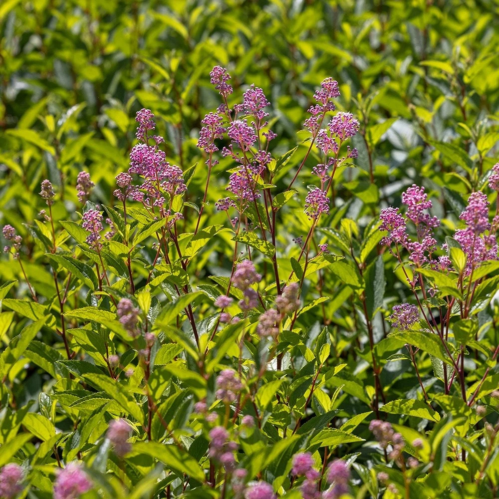 Ceanothus 'Marie-rose' 4 Ceanothus 'Marie-rose' - Image 4