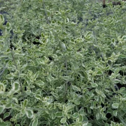 Prostanthera Ovalifolia 'Variegata'