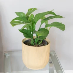 Monstera Pinnatipartita -Cheap Plants Store pl2000043220 card3 lg