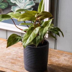 Philodendron 'Painted Lady' -Cheap Plants Store pl2000043224 card3 lg