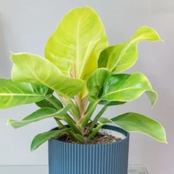 Philodendron 'Moonlight' -Cheap Plants Store pl2000043226 card3 lg