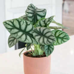 Alocasia 'Silver Dragon'