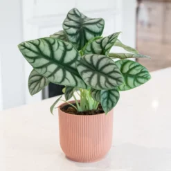 Alocasia 'Silver Dragon' -Cheap Plants Store pl2000043236 card3 lg