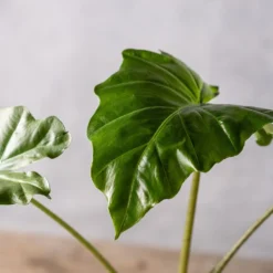 Alocasia 'Portodora' -Cheap Plants Store pl2000043238 card3 lg