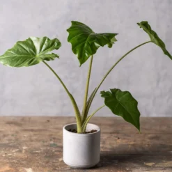 Alocasia 'Portodora' -Cheap Plants Store pl2000043238 card4 lg