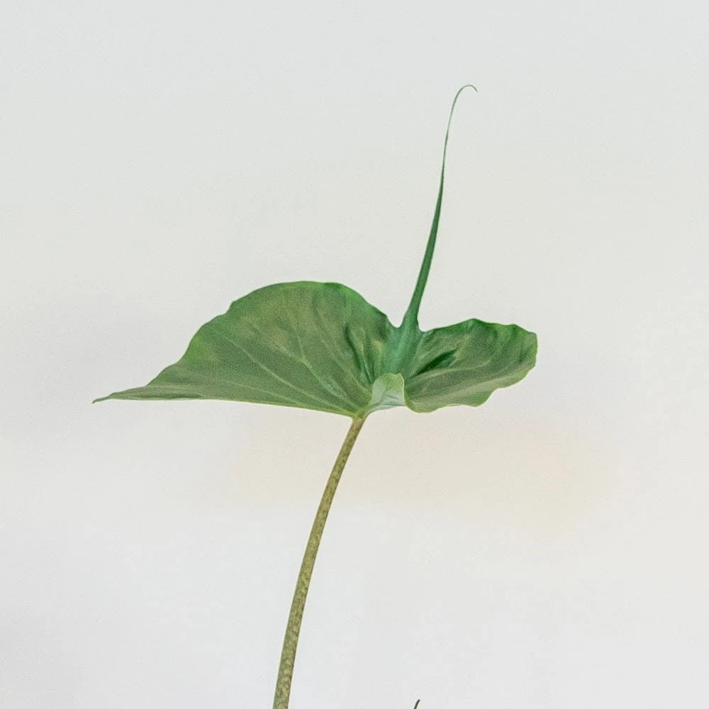 Alocasia 'Stingray' 2 Alocasia 'Stingray' - Image 2