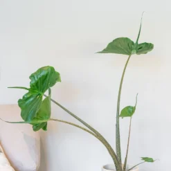 Alocasia 'Stingray' 5 Alocasia 'Stingray' -Cheap Plants Store pl2000043240 card3 lg