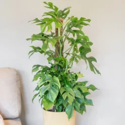 Rhaphidophora Tetrasperma -Cheap Plants Store pl2000043241 card3 lg