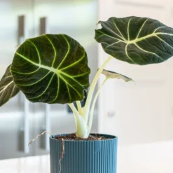 Alocasia 'Black Velvet' -Cheap Plants Store pl2000043242 card3 lg
