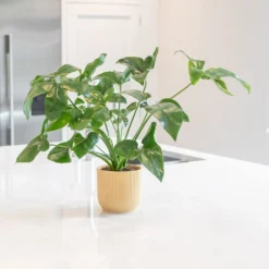 Philodendron 'Fun Bun' -Cheap Plants Store pl2000043243 card3 lg