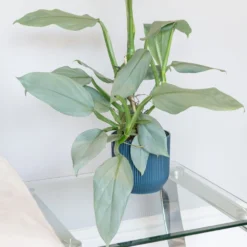Philodendron 'Silver Queen' -Cheap Plants Store pl2000043244 card3 lg