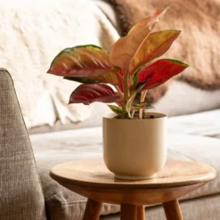 Aglaonema 'Star Orange' -Cheap Plants Store pl2000043247 card3 lg