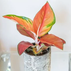 Aglaonema 'Red Star'