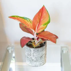 Aglaonema 'Red Star' -Cheap Plants Store pl2000043248 card3 lg
