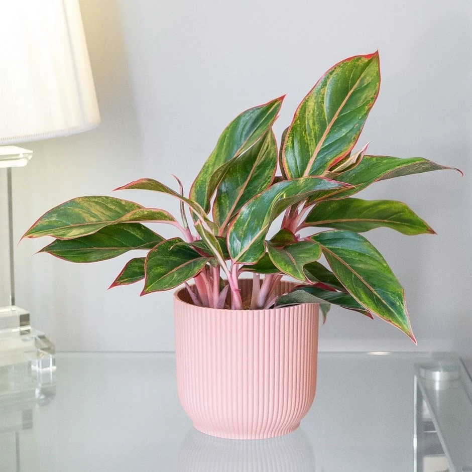 Aglaonema 'Star Light Pink' 1 Aglaonema 'Star Light Pink'
