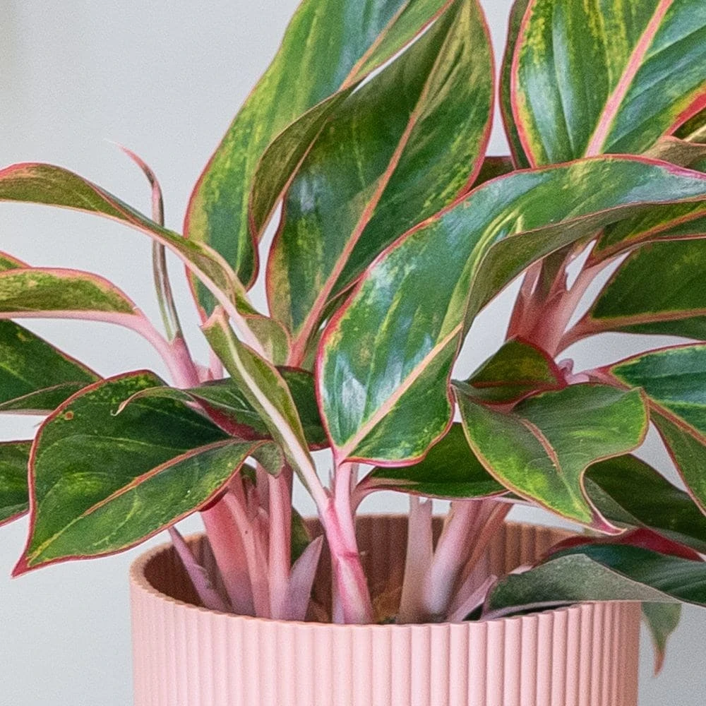Aglaonema 'Star Light Pink' 2 Aglaonema 'Star Light Pink' - Image 2