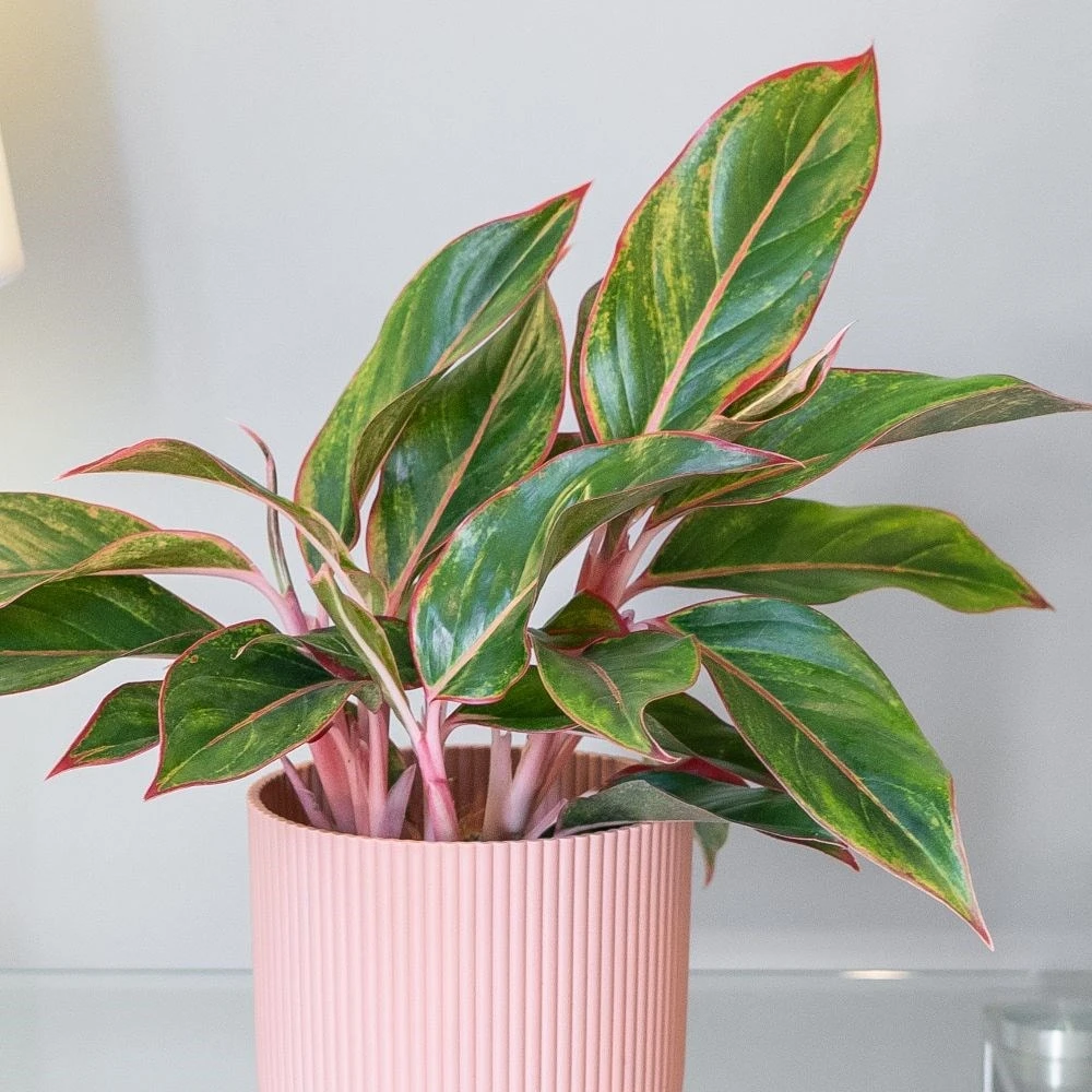 Aglaonema 'Star Light Pink' 3 Aglaonema 'Star Light Pink' - Image 3
