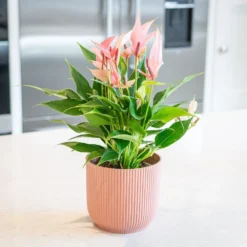 Anthurium 'Champion Lilli' 5 Anthurium 'Champion Lilli' -Cheap Plants Store pl2000043251 card3 lg