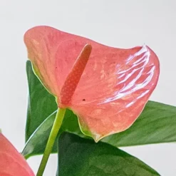 Anthurium Cherry Love Improved ('Ryn2007042') (PBR) -Cheap Plants Store pl2000043253 card3 lg
