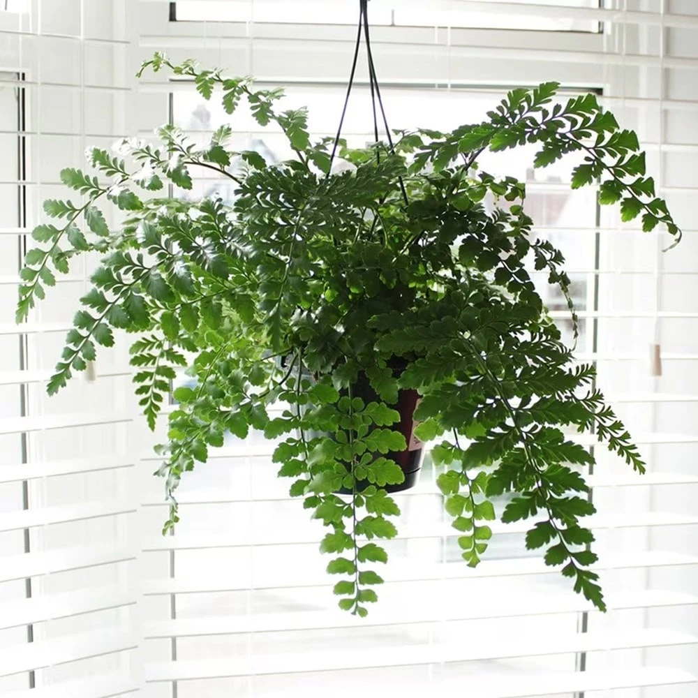 Asplenium 'Parvati' 2 Asplenium 'Parvati' - Image 2