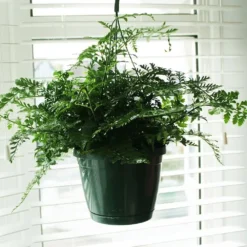 Asplenium 'Parvati' 7 Asplenium 'Parvati' -Cheap Plants Store pl2000043255 card3 lg