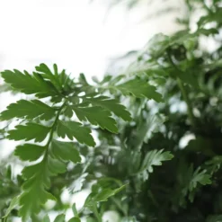 Asplenium 'Parvati' 8 Asplenium 'Parvati' -Cheap Plants Store pl2000043255 card4 lg