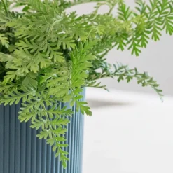 Asplenium 'Parvati' 9 Asplenium 'Parvati' -Cheap Plants Store pl2000043255 card5 lg