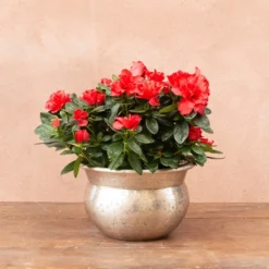Azalea Flandresse 'Red' -Cheap Plants Store pl2000043257 card3 lg
