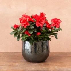 Azalea Flandresse 'Red' -Cheap Plants Store pl2000043257 card4 lg