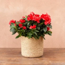 Azalea Flandresse 'Red' -Cheap Plants Store pl2000043257 card5 lg