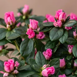 Azalea Flandresse 'Pink' -Cheap Plants Store pl2000043258 card3 lg