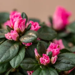 Azalea Flandresse 'Pink' -Cheap Plants Store pl2000043258 card4 lg