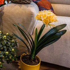 Clivia Miniata Var. Citrina -Cheap Plants Store pl2000043261 card3 lg