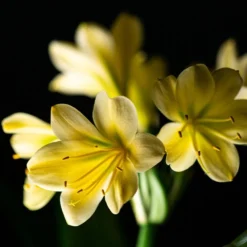 Clivia Miniata Var. Citrina -Cheap Plants Store pl2000043261 card4 lg