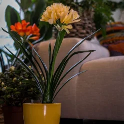 Clivia Miniata Var. Citrina -Cheap Plants Store pl2000043261 card5 lg